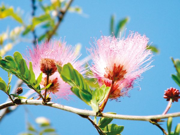CALLIANDRA surinamensis ‘Dixie Pink’ - Vins Rouges Harmonieux pour Chaque Occasion