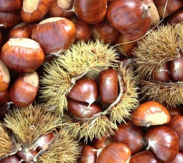Châtaignier &lsquo;Bouche de Bétizac&rsquo; - Vins Rouges Harmonieux pour Chaque Occasion