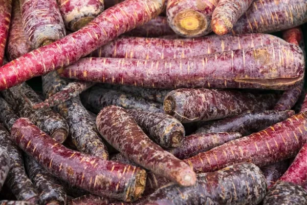 CAROTTE POURPRE - Vins Rouges Harmonieux pour Chaque Occasion
