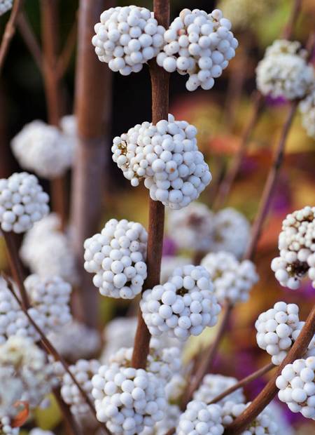 CALLICARPA SNOWSTAR - Vins Rouges Harmonieux pour Chaque Occasion CALLICARPA SNOWSTAR - Vins Rouges Harmonieux pour Chaque Occasion