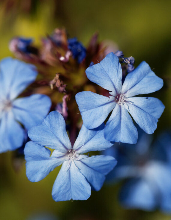 Ceratostigma griffithii – Dentelaire de Griffith - Vins Rouges Harmonieux pour Chaque Occasion Ceratostigma griffithii – Dentelaire de Griffith - Vins Rouges Harmonieux pour Chaque Occasion