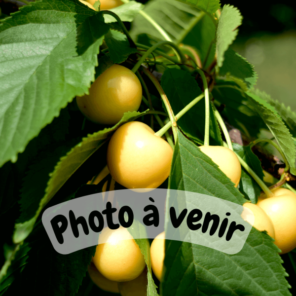 Cerisier Trompe Geai – AB - Vins Rouges Harmonieux pour Chaque Occasion