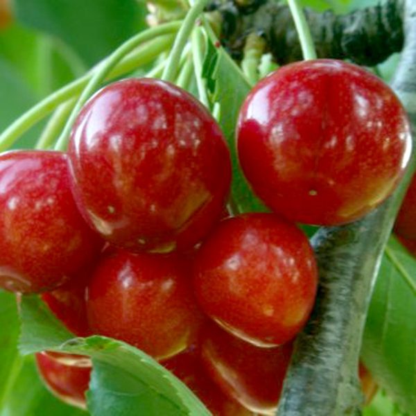 CERISIER REINE HORTENSE - Vins Rouges Harmonieux pour Chaque Occasion
