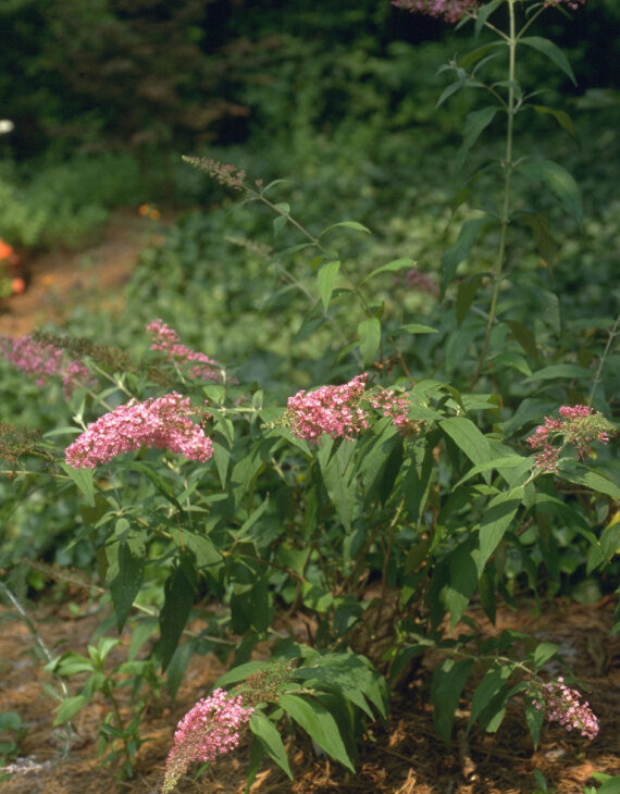 Buddleia davidii Pink Delight – Arbre aux papillons - Vins Rouges Harmonieux pour Chaque Occasion Buddleia davidii Pink Delight – Arbre aux papillons - Vins Rouges Harmonieux pour Chaque Occasion