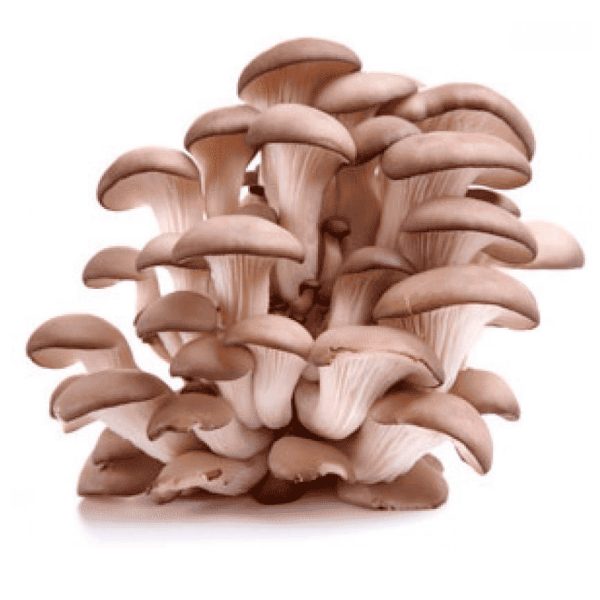 Champignons pleurotte en paquet (env. 100g) - Vins Rouges Harmonieux pour Chaque Occasion
