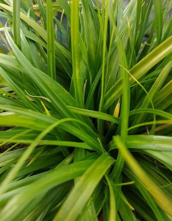 Carex oshimensis Evergreen – Laîche d’Oshima - Vins Rouges Harmonieux pour Chaque Occasion Carex oshimensis Evergreen – Laîche d’Oshima - Vins Rouges Harmonieux pour Chaque Occasion