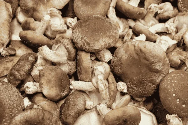 CHAMPIGNON SHIITAKE - Vins Rouges Harmonieux pour Chaque Occasion