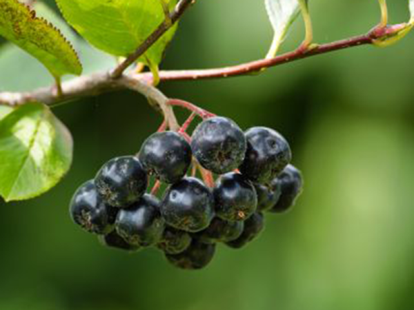 ARONIA prunifolia « Rubina » - Vins Rouges Harmonieux pour Chaque Occasion